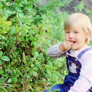 The beloved, bodaciously flavorful, unmistakable wild huckleberry - here's our Elissa eating them as a bity.