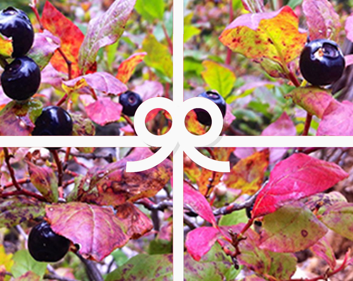 Huckleberry Lover's Gift Card from Larchwood Farms - Pictured are fall huckleberries with multicolored leaves.